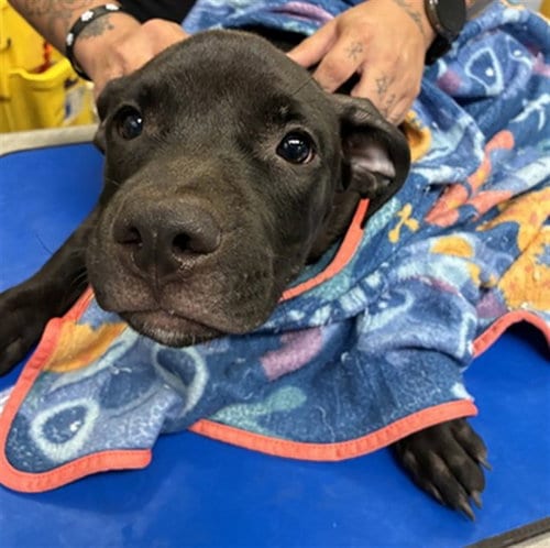 Photo of Shrimp, adoptable Staffordshire Bull Terrier in Phoenix, Arizona