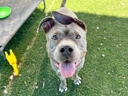 Photo of Kano, adoptable dog in Georgetown, Texas