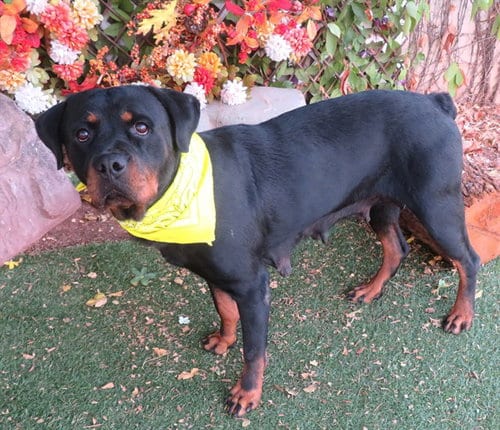 Photo of Happy, adoptable Rottweiler in Oklahoma City, Oklahoma