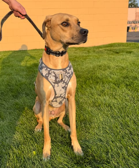 Photo of Junior, adoptable Rhodesian Ridgeback in Brooklyn Center, Minnesota
