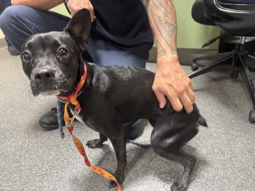 Photo of Twitch, adoptable Labrador Retriever in Los Angeles, California