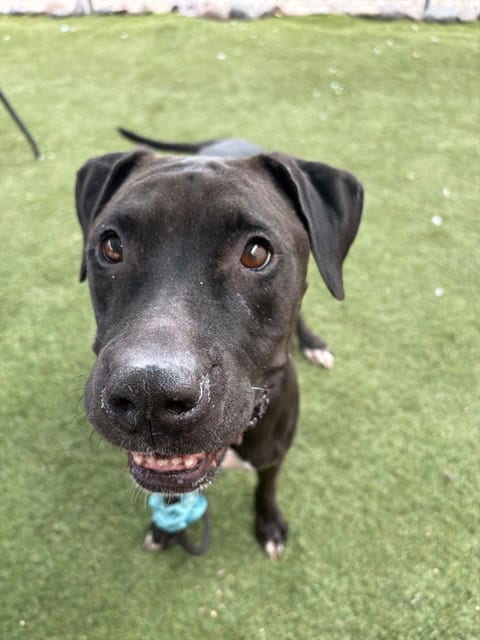 Photo of Margo, adoptable American Pit Bull Terrier in Phoenix, Arizona