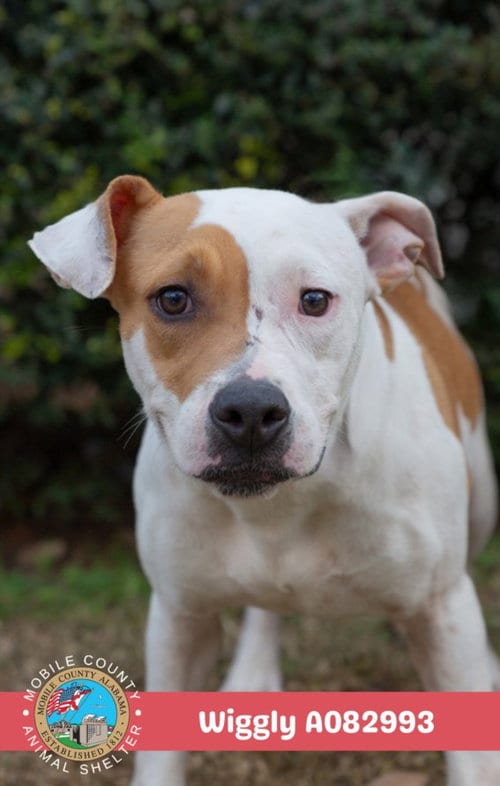 Photo of Wiggly, adoptable American Bulldog in Mobile, Alabama