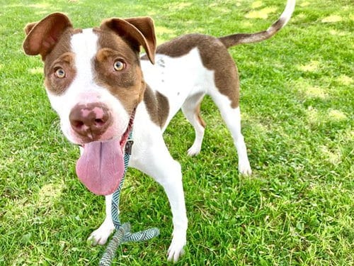 Photo of Gill, adoptable Australian Cattle Dog/Blue Heeler in Albuquerque, New Mexico