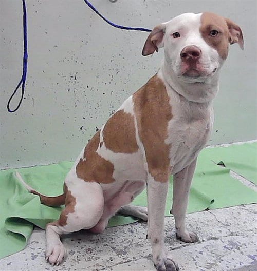 Photo of Paxton, adoptable Staffordshire Bull Terrier in Houston, Texas