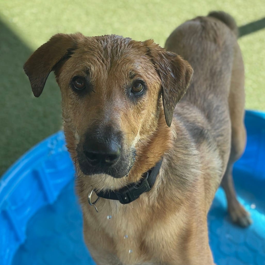 Photo of Mister, adoptable Shepherd, German / Mixed Breed (Large) in Riverside, California