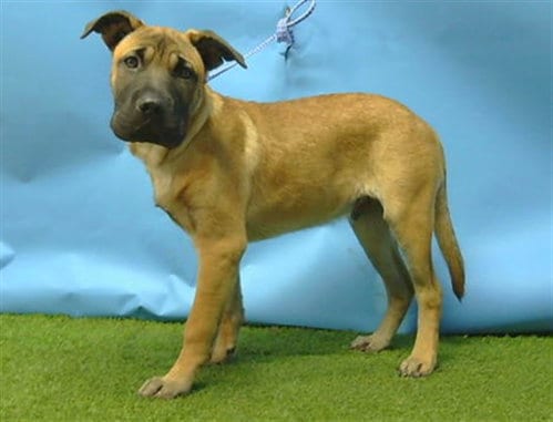 Photo of Leo, adoptable Chinese Shar-Pei in Gardena, California