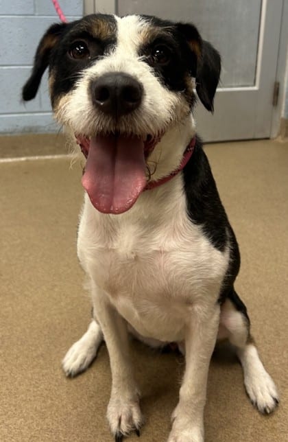 Photo of Siya, adoptable dog in Chamblee, Georgia