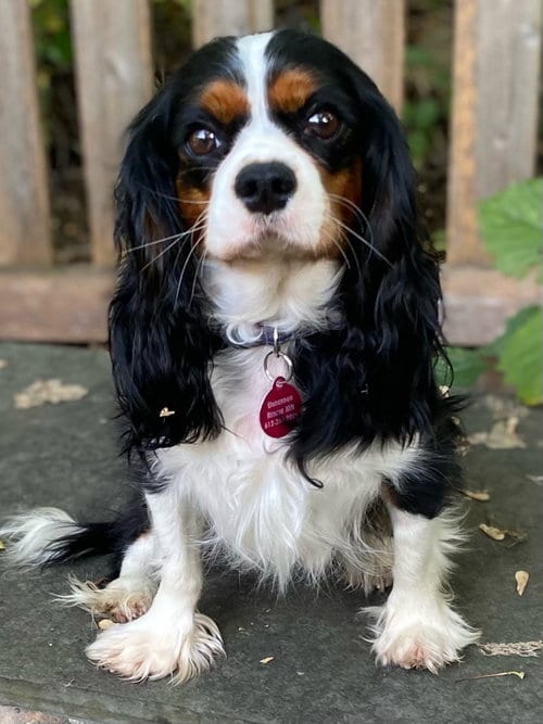 Photo of Ivy, adoptable Cavalier King Charles Spaniel in St. Louis Park, Minnesota