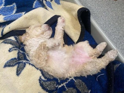 Photo of Duchess, adoptable Poodle (Miniature) in Orange, California