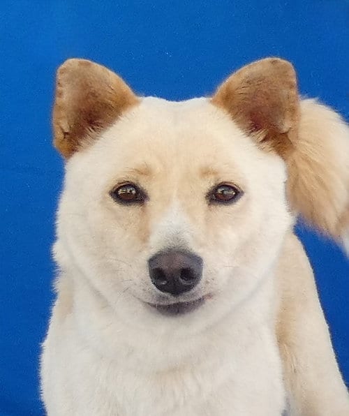 Photo of Toni, adoptable Shiba Inu in Pasadena, California