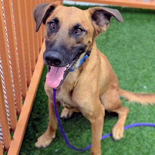 Photo of Lincoln, adoptable Belgian Shepherd Malinois in Las Vegas, Nevada