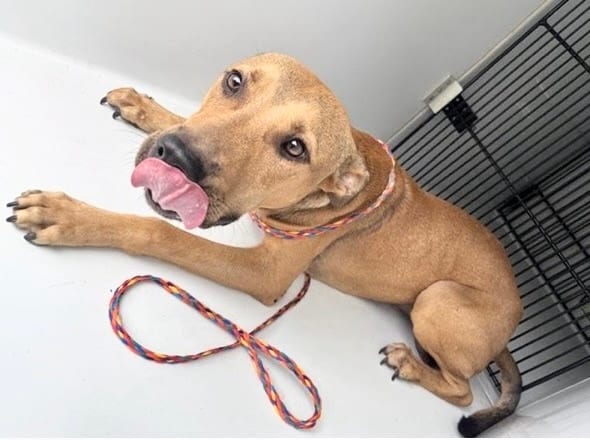 Photo of Senior Pit Bull Terrier mix, adoptable Pit Bull Terrier mix in Houston, Texas