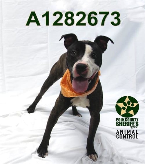 Photo of Venom, adoptable Bulldog in Winter Haven, Florida