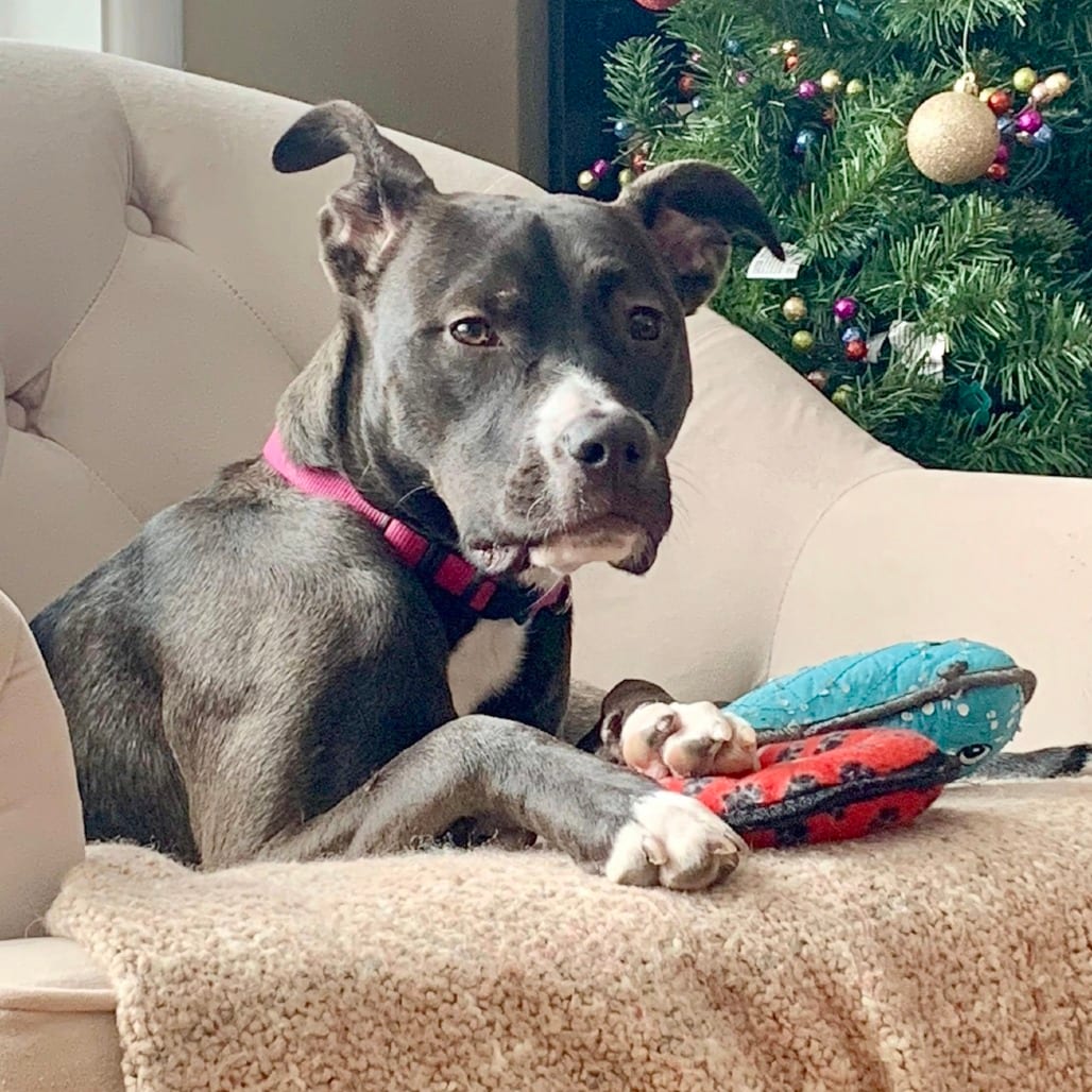 Photo of Sweetarts (Sweet Pup), adoptable Mixed Breed (Medium) in St. Louis, Missouri