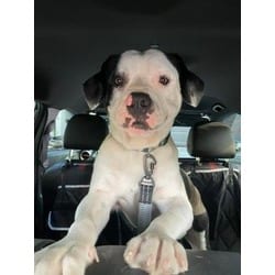 Photo of Pepe, adoptable Terrier (Unknown Type, Medium) in Doral, Florida