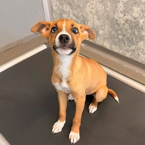 Photo of Topher, adoptable Unknown breed in Rancho Santa Fe, California