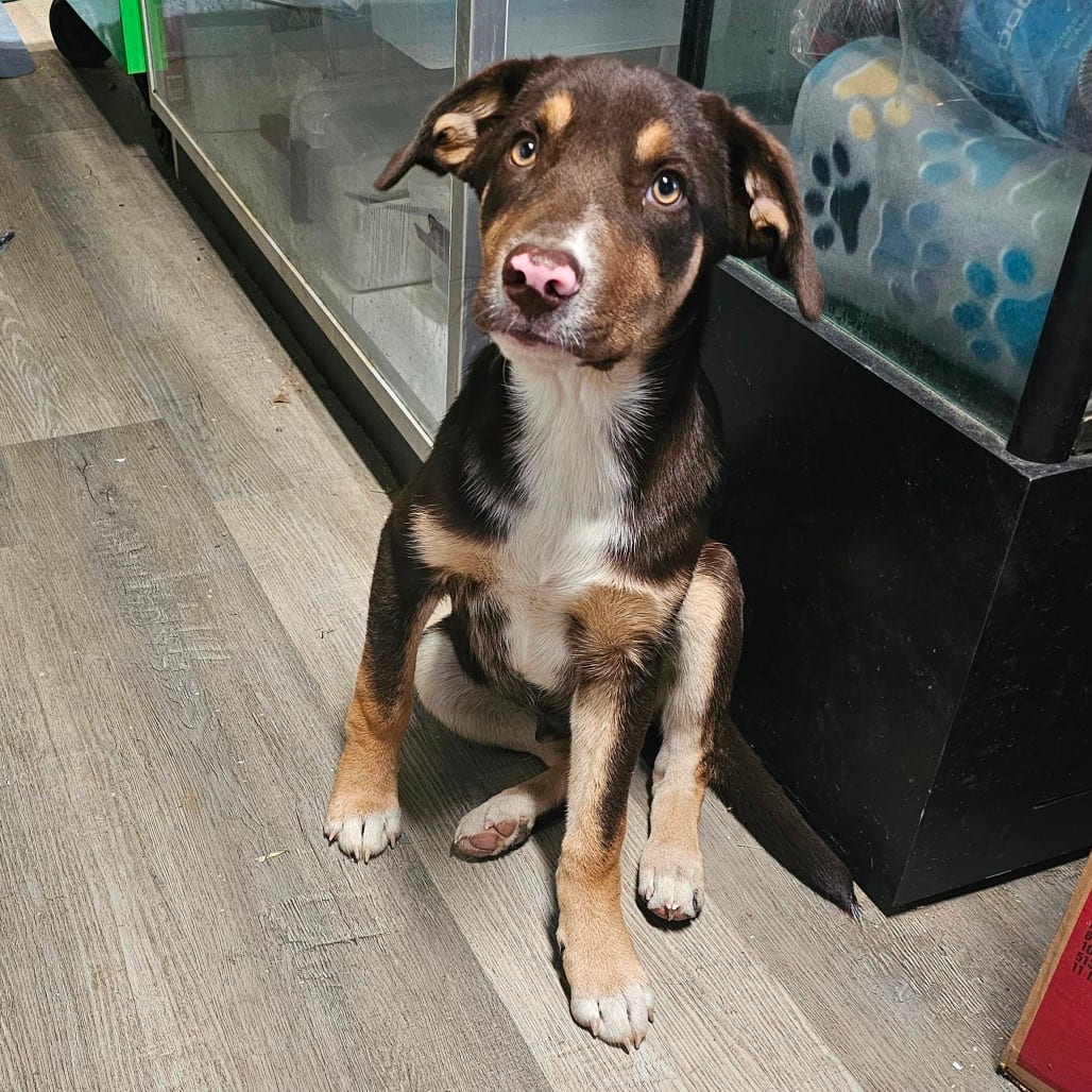 Photo of Mazda, adoptable Mixed Breed (Large) / Hound in Mount Vernon, Arkansas