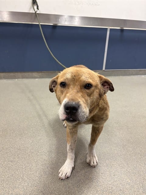 Photo of Brazil, adoptable Terrier mix in Miami, Florida