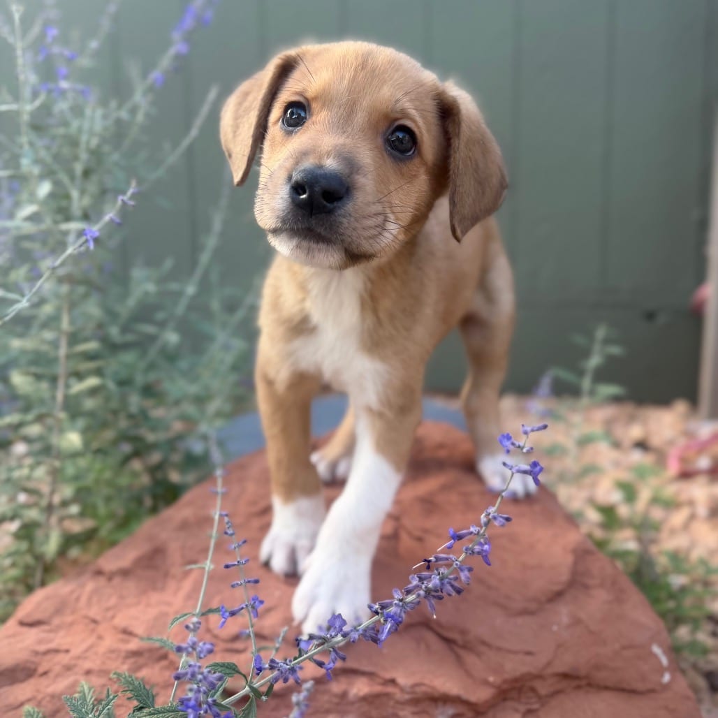 Photo of Golden Grahams, adoptable Shepherd / Mix in Kanab, Utah