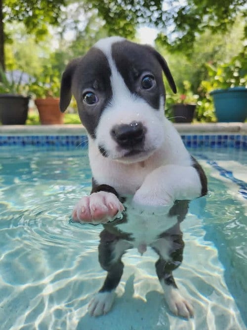 Photo of Fantom, adoptable Labrador Retriever in Royal Palm Beach, Florida
