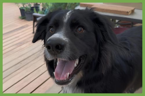 Photo of Millie, adoptable English Springer Spaniel in Amherst, Massachusetts