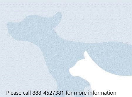 Photo of Poe, adoptable Pug in Los Angeles, California