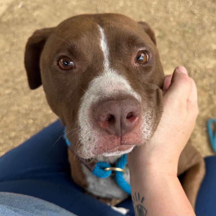 Photo of Minnie, adoptable Mixed Breed (Medium) in Chattanooga, Tennessee