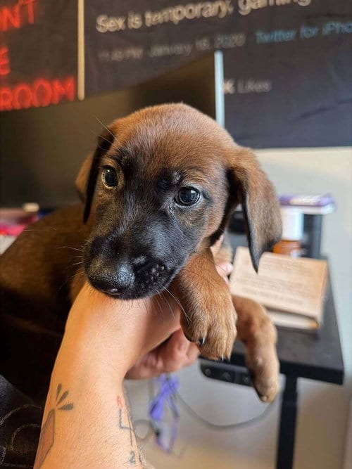 Photo of New Light Litter Halo Green Collar - Located in CA, adoptable Belgian Shepherd Malinois in Imlay City, Michigan
