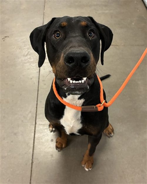 Photo of Wowzer, adoptable Rottweiler in Phoenix, Arizona
