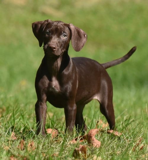 Photo of Fila, adoptable Chocolate Labrador Retriever in Mechanicsburg, Pennsylvania