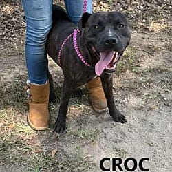Photo of Croc, adoptable Pit Bull Terrier in Washington, Georgia