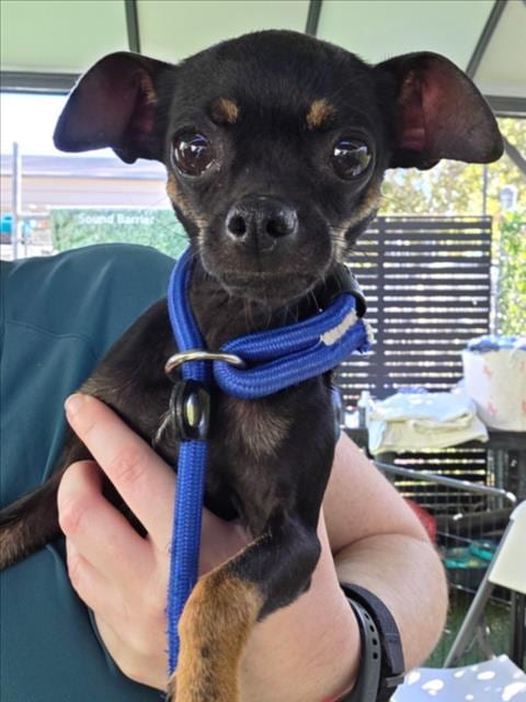 Photo of Button, adoptable Chihuahua in Woodland, California