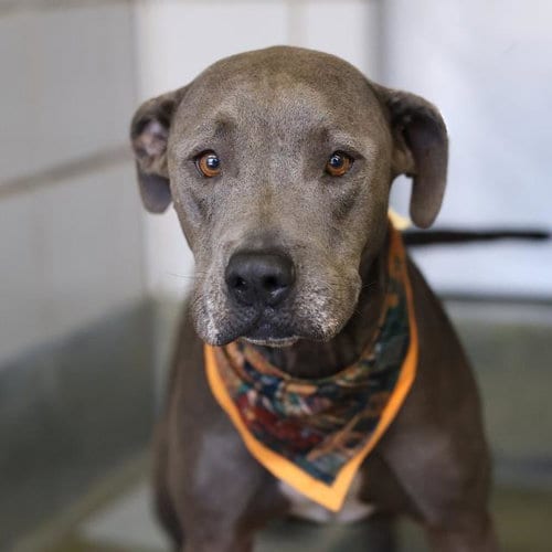 Photo of Nolan, adoptable American Staffordshire Terrier in San Antonio, Texas