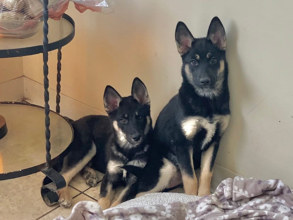 Photo of Jemma, adoptable Husky in Dana Point, California