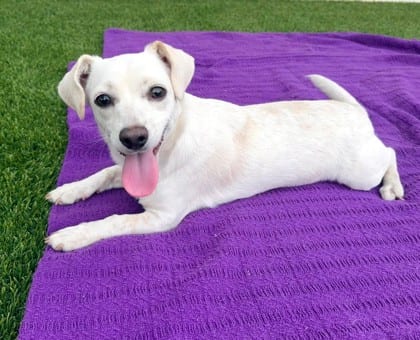 Photo of Peach, adoptable Dachshund, Standard Smooth Haired/Mix in Bakersfield, California