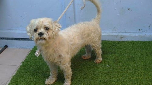 Photo of A5802086, adoptable Maltese in Gardena, California