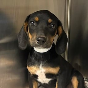 Photo of McSnack Wrap, adoptable Mixed Breed (Large)