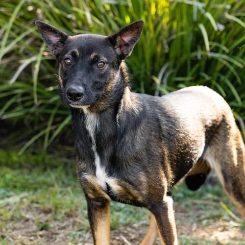 Photo of Besito, adoptable Australian Cattle Dog/Blue Heeler in Camarillo, California