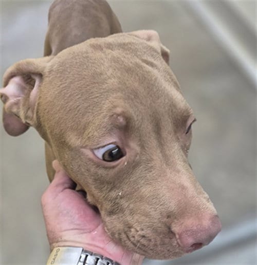 Photo of Alexander, adoptable Pit Bull Terrier in Temple, Texas