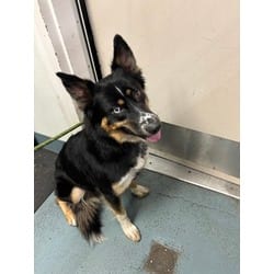 Photo of Winona, adoptable Husky in Olympia, Washington