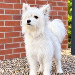 Photo of Copito, adoptable Westie, West Highland White Terrier in Frisco, Colorado