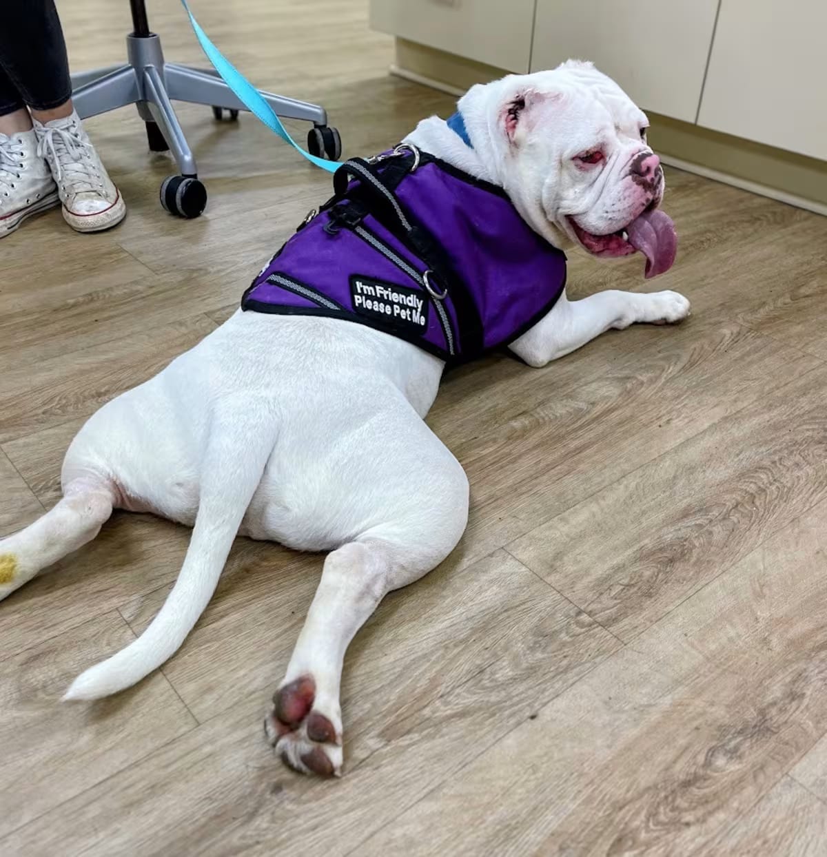 Photo of Stanley, adoptable American Bulldog/Mixed Breed (Medium) in Lyndhurst, Virginia