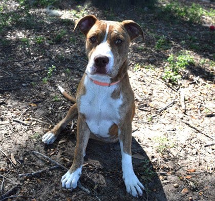 Photo of Stacy, adoptable Mountain Cur in Inverness, Florida