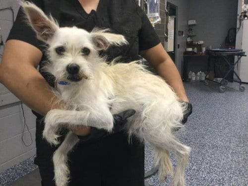 Photo of Coconut, adoptable Terrier in Thousand Palms, California