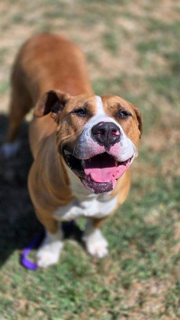 Photo of Biscuit, adoptable Pit Bull Terrier in Riverside, California