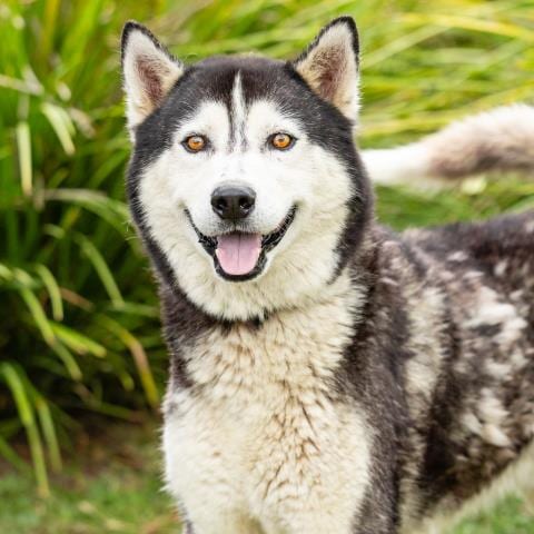 Photo of Lobo, adoptable Siberian Husky in Camarillo, California