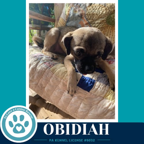 Photo of Obadiah (Obi) 091226, adoptable Pug in Kimberton, Pennsylvania