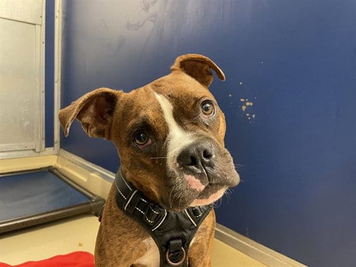 Photo of Raj, adoptable Boston Terrier in Miami, Florida