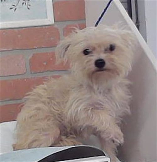 Photo of A2095583, adoptable Havanese in Houston, Texas